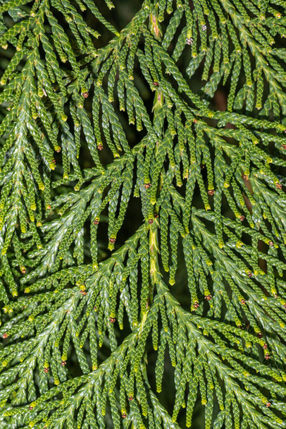 Bladeren van Western Red Cedar (Thuja plicata) - Foto, afbeelding