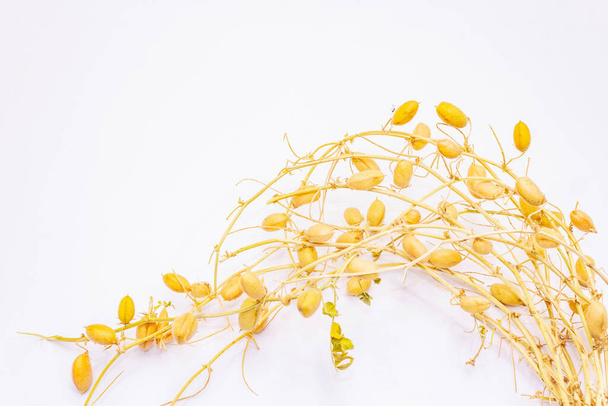 白に孤立したポッドで乾燥したひよこ豆の枝。健康食品調製における伝統的な成分 - 写真・画像
