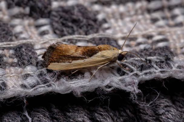 Bicolored Bird-drop Moth z gatunku Ponometia exigua - Zdjęcie, obraz