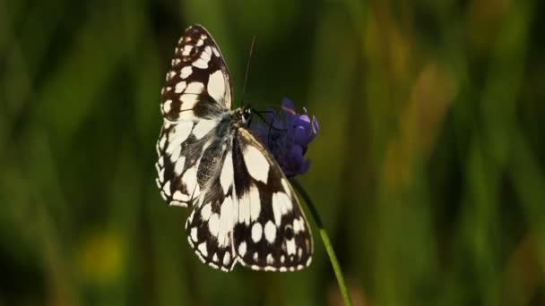 the western marbled white, Melanargia occitanica, Camargue, Γαλλία. το δυτικό μαρμαροειδές λευκό, είναι ένα είδος πεταλούδας που ανήκει στην οικογένεια Nymphalidae - Πλάνα, βίντεο