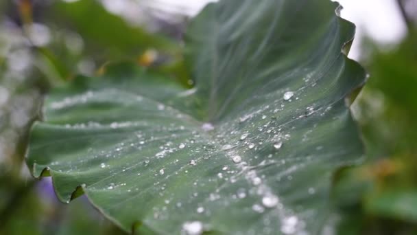 Βροχή που πέφτει σε ένα γιγάντιο φύλλο, σταγονίδια νερού υδροφοβική επίδραση Montpellier Moco - Πλάνα, βίντεο