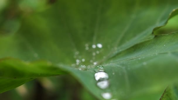 Gotas de agua sobre hoja hidrofóbica verde de cerca macro Moco Garden Montpellier - Imágenes, Vídeo