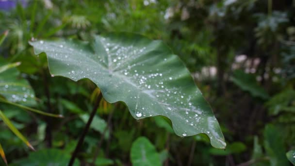 капли воды на зеленый лист крупным планом на листву, зеленый сад Монпелье Моко - Кадры, видео