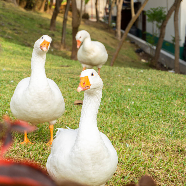 trois canards marchant dans l'herbe regardant droit devant - Photo, image