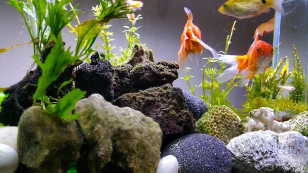 Hermoso Goldfish en un acuario interior y se mantienen utilizando un acuario de vidrio y luz led - Foto, Imagen