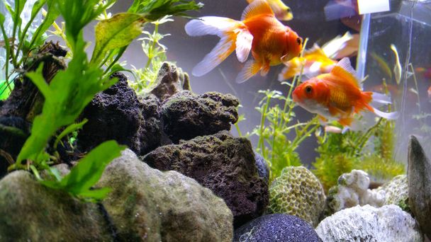 Beautiful Goldfish in an indoor aquarium and are maintained using a glass aquarium and led light - Photo, Image