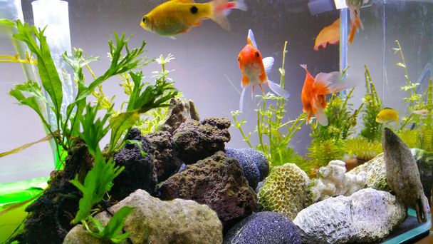 Beautiful Goldfish in an indoor aquarium and are maintained using a glass aquarium and led light - Photo, Image