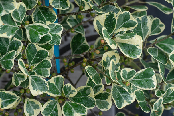 ficus triangularis variegata lehtikasvi - Valokuva, kuva