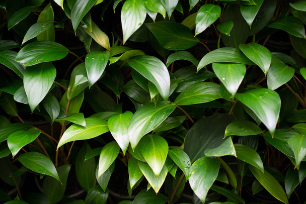 Green leaf texture background. Wallpaper leaf Surface natural green plants fresh wallpaper concept. Nature of green leaves pattern. Green leaf texture or leaf background. - Zdjęcie, obraz