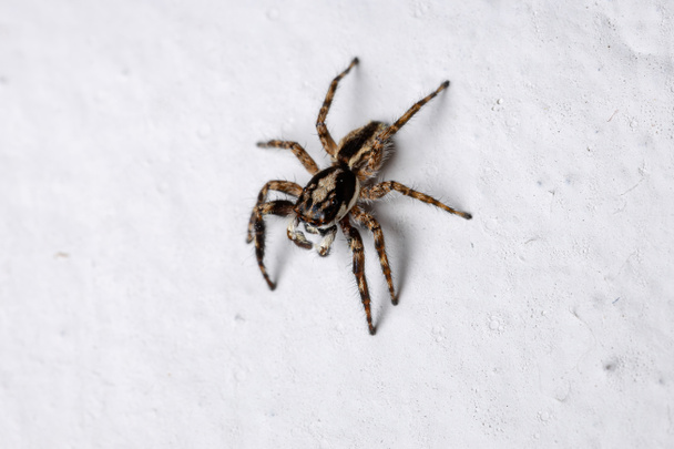 Szürke fali ugró pók a faj Menemerus bivittatus - Fotó, kép