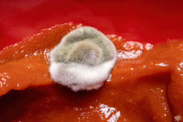 Penészes paradicsomszósz gombával - Fotó, kép