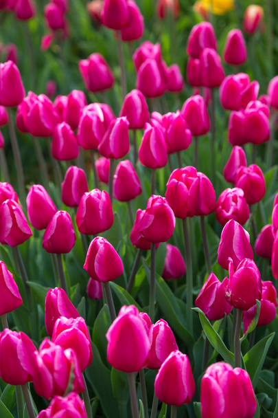 Pink flower  tulip field in Holland - Zdjęcie, obraz