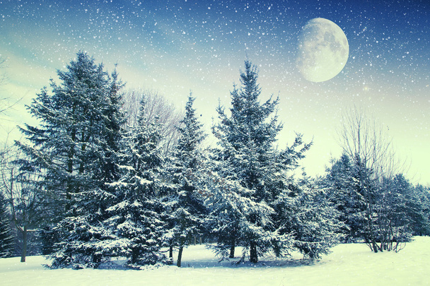 noche de invierno en el parque. Elementos de esta imagen proporcionados por NA
 - Foto, imagen