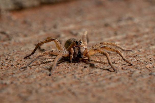 Wolf Spider z čeledi Lycosidae - Fotografie, Obrázek
