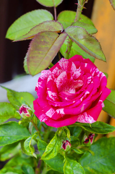Krásná zahrada růže květiny venku. Studio Photo - Fotografie, Obrázek