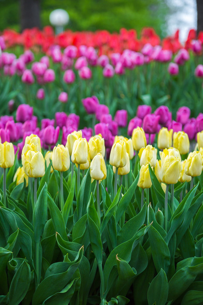 Multicolored flower  tulip field in Holland - Fotoğraf, Görsel