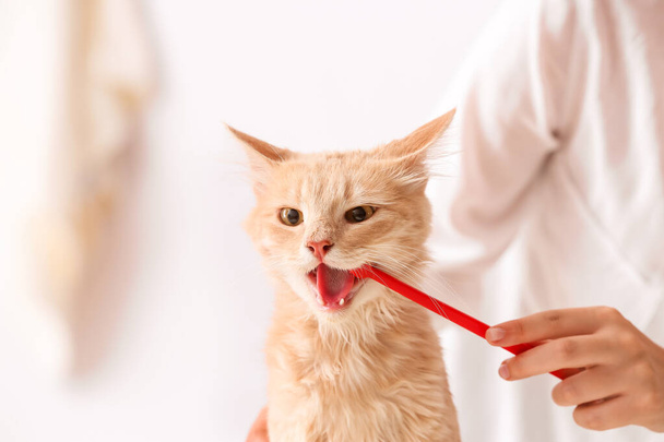 Lavarsi i denti del gatto veterinario in clinica - Foto, immagini