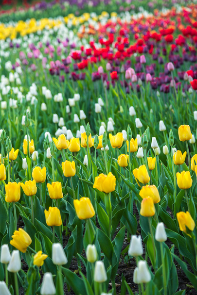Multicolored flower  tulip field in Holland - Foto, immagini