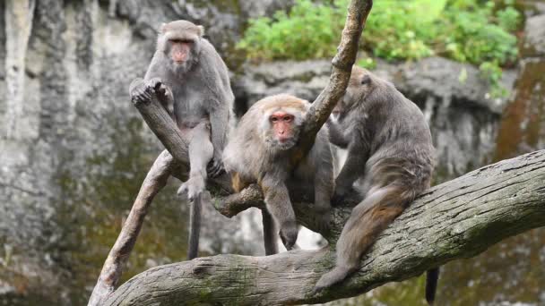 Formosan macaco de roca se sientan en el árbol. Zoológico de Taipei. Taiwán. - Imágenes, Vídeo
