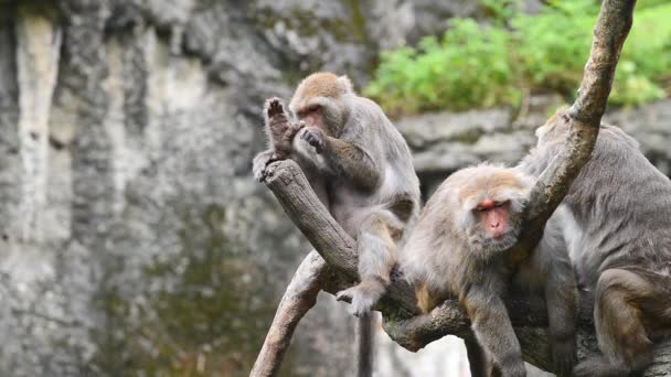 Formosan rock macaque sedí na stromě. Taipei Zoo. Taiwan. - Záběry, video
