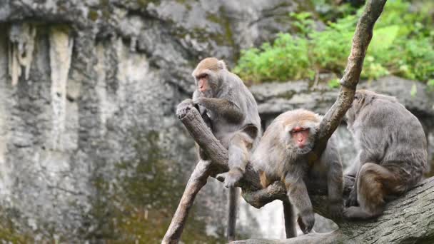 Formosan rock macaque sedí na stromě. Taipei Zoo. Taiwan. - Záběry, video