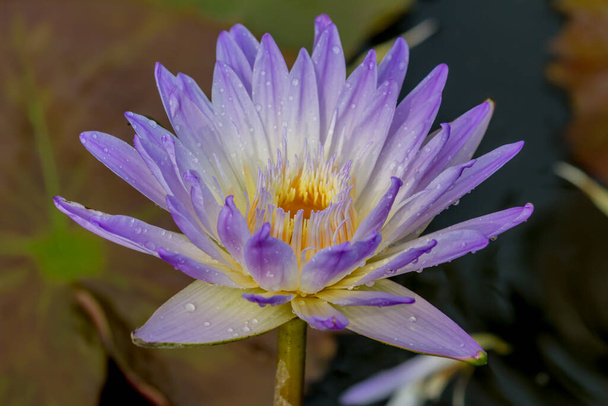 This beautiful waterlily or lotus flower is complimented by the rich colors of the deep blue water surface. Saturated colors and vibrant detail make this an almost surreal image. - Фото, изображение