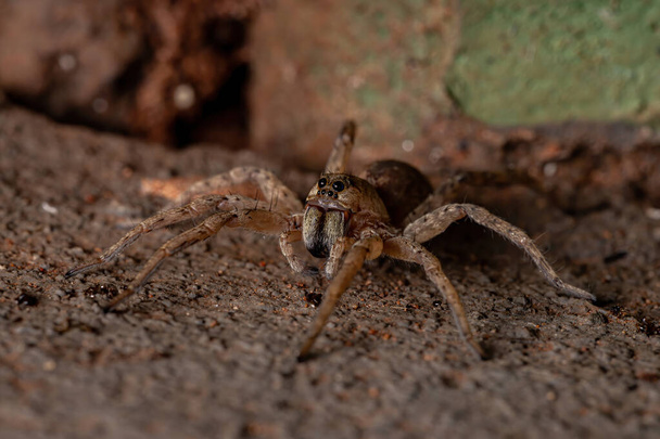 Волчий паук семейства Lycosidae - Фото, изображение