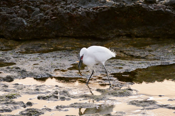 Beyaz bir erkek balıkçıl kuşunun fotoğrafı. - Fotoğraf, Görsel