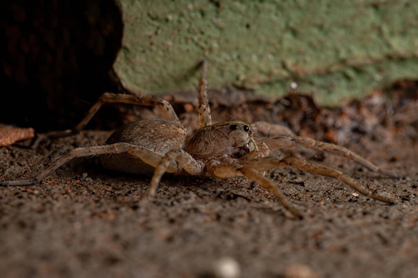Wolf Spider of the Family Lycosidae - Photo, Image