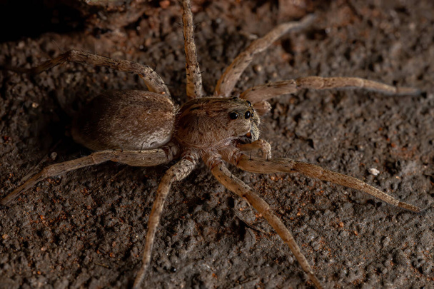 Волчий паук семейства Lycosidae - Фото, изображение