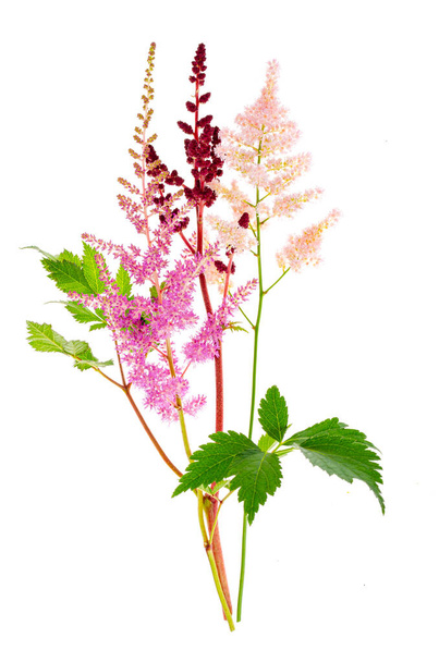 Colorful flowers and leaves of Astilbe. Studio Photo - Photo, Image