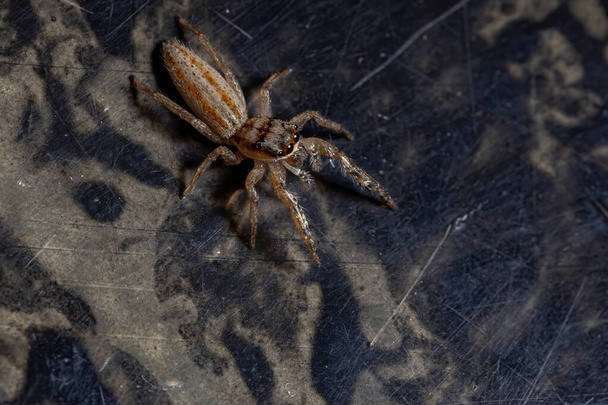 Springende Spinne der Gattung Psecas - Foto, Bild