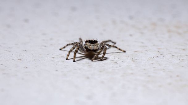 Gri Duvar Atlayan Örümcek türü Menemerus bivittatus - Fotoğraf, Görsel
