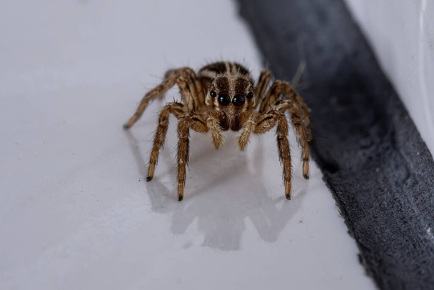 Pleksippus paykulli türünün pantropik zıplayan örümceği. - Fotoğraf, Görsel