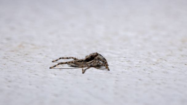 Szürke fali ugró pók a faj Menemerus bivittatus - Fotó, kép