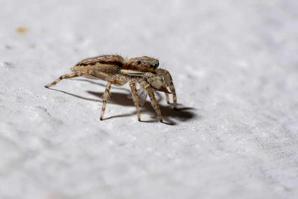 Mur gris Araignée sauteuse de l'espèce Menemerus bivittatus - Photo, image