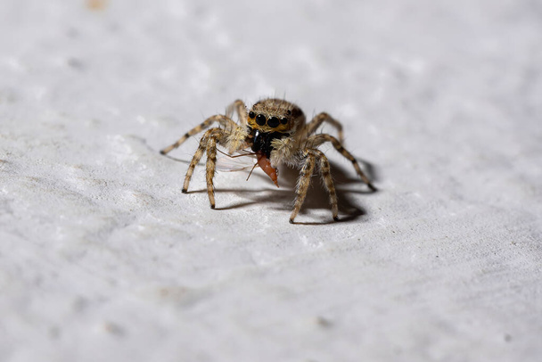 Gray Wall Jumping Spider of the species Menemerus bivittatus - Photo, Image