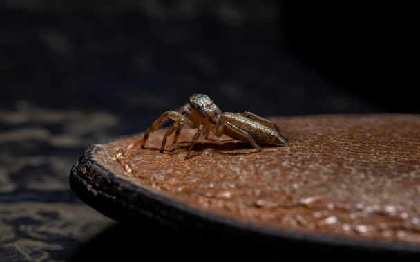 Araña saltarina del género Psecas - Foto, Imagen