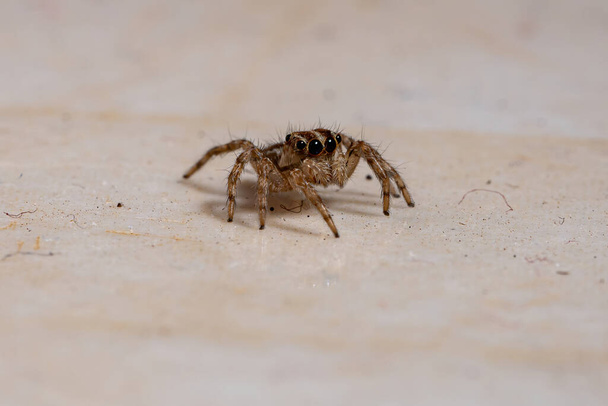 Pleksippus paykulli türünün pantropik zıplayan örümceği. - Fotoğraf, Görsel