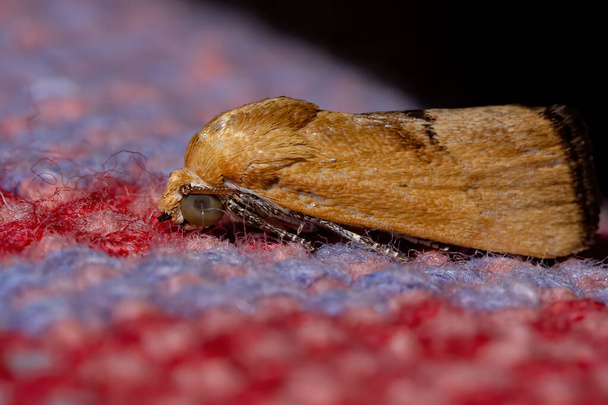 Cutworm Moth plemienia Acontiini - Zdjęcie, obraz