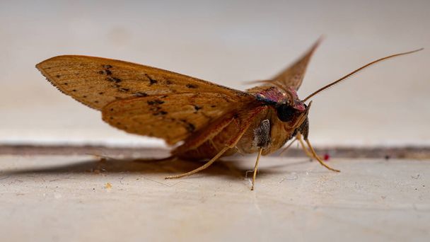 Brazylijska żółta Moth zakonu Lepidoptera - Zdjęcie, obraz