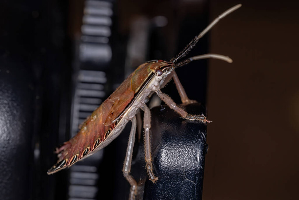 Altfamilya Edessinae 'nin Kokuşmuş Böceği - Fotoğraf, Görsel