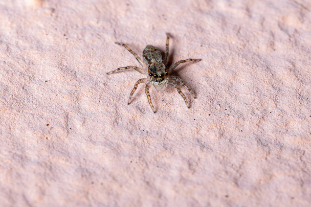 Gray Wall Jumping Spider of the species Menemerus bivittatus - Photo, Image