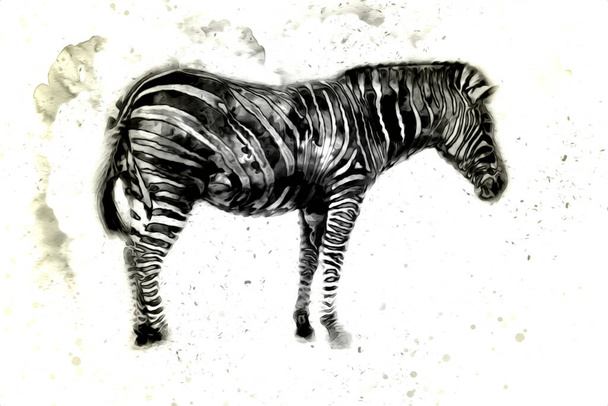 Drawing of Zebra, sketch of african mammal illustration - 写真・画像