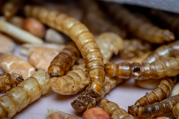 Lombriz amarilla seca (Tenebrio molitor) larvas de escarabajo - comida para pájaros - Foto, imagen