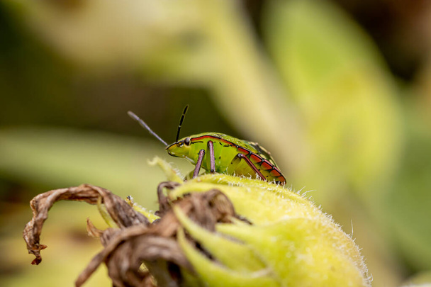 Güney yeşil kalkan böceği veya yeşil sebze böceği (Nezara viridula) bahçedeki ayçiçeğinin üzerinde - Fotoğraf, Görsel