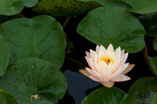 Ten piękny kwiat lilii wodnej lub lotosu jest uzupełniona przez bogate kolory głęboko niebieskiej powierzchni wody. Nasycone kolory i żywe detale sprawiają, że jest to niemal surrealistyczny obraz. - Zdjęcie, obraz