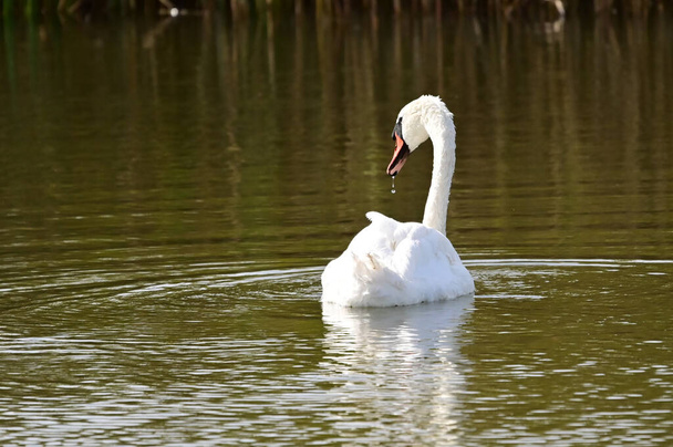 красивый белый лебедь плавает на озере в летний день  - Фото, изображение