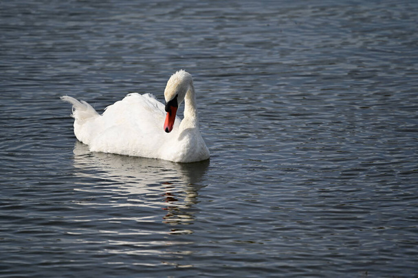 hermoso cisne blanco nadando en el lago en el día de verano  - Foto, Imagen