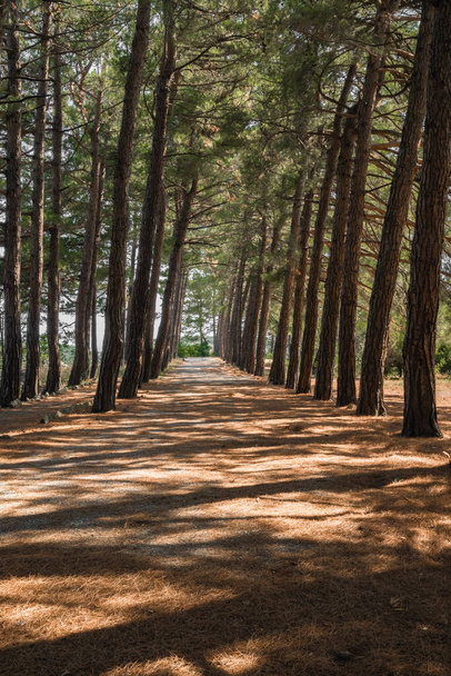 Tall pines cast long shadows on the path in the autumn coniferous forest. - Φωτογραφία, εικόνα
